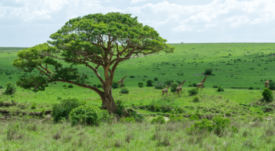 Kenya